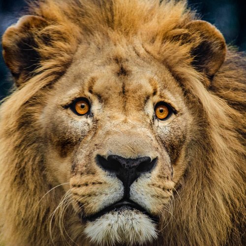 lion  head  big cat