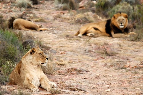 lion  lions  lioness