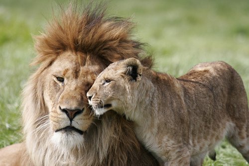 lion  lioness  couple