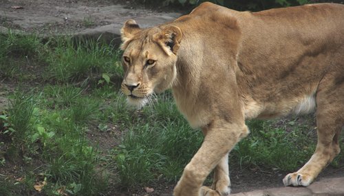 lion  zoo  predator