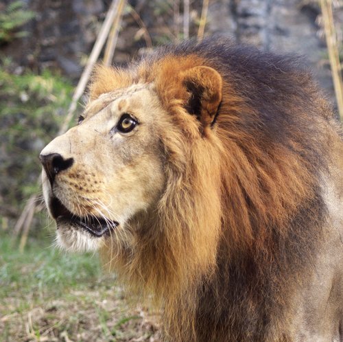 lion  mammal  animal
