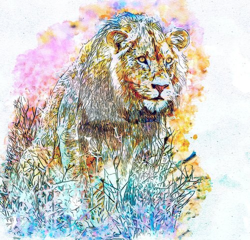 lion  wild  animal