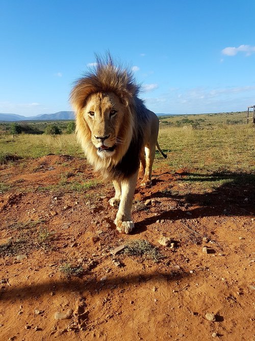 lion  south africa  mane