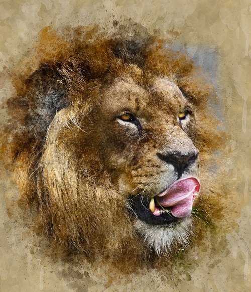 lion  animal  wild