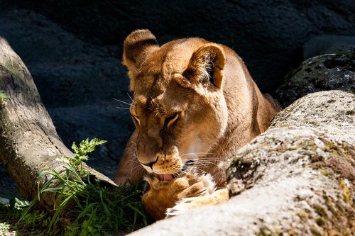 lion  lioness  female