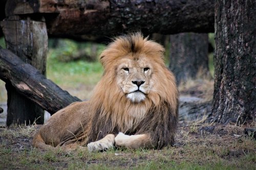 lion  close up  animal world