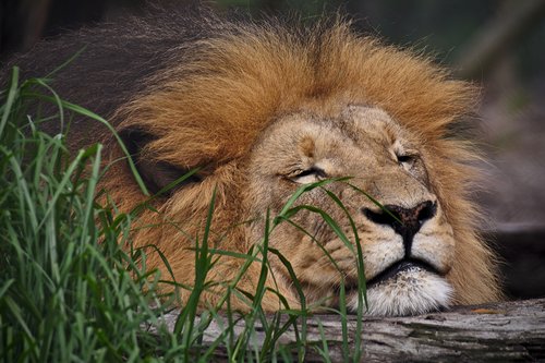 lion  sleeping  predator