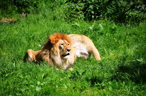 lion wild animals animal