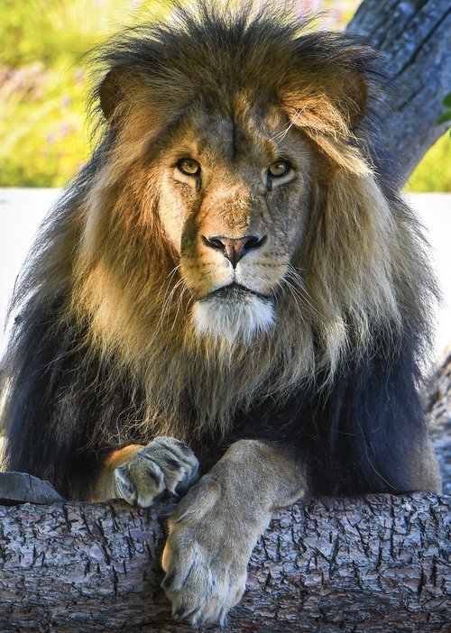 lion  paint  zoo
