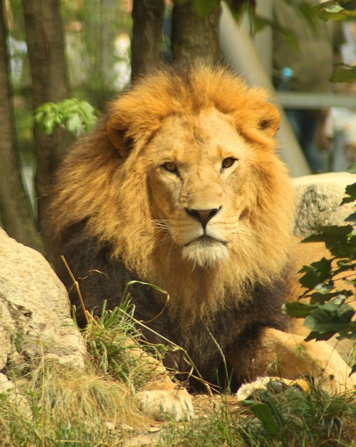 lion  cat  animal