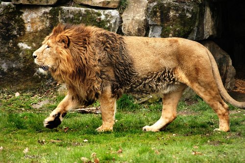 lion  king  africa