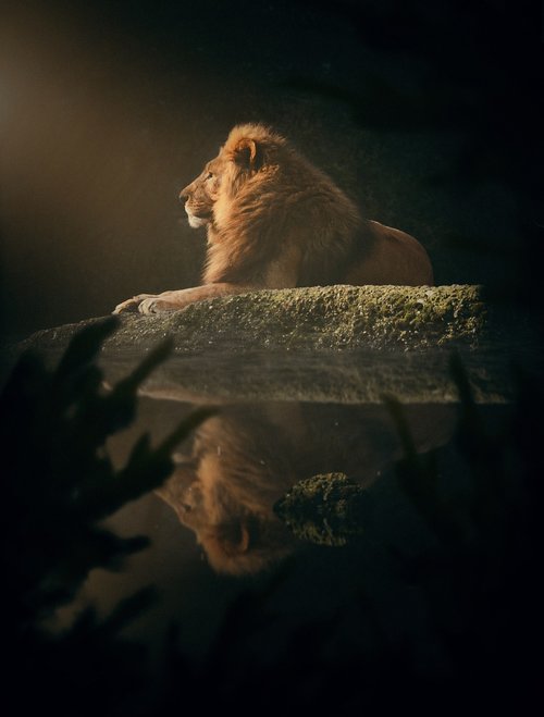lion  dark  animal