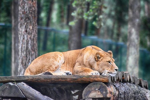 lion  lioness  predator