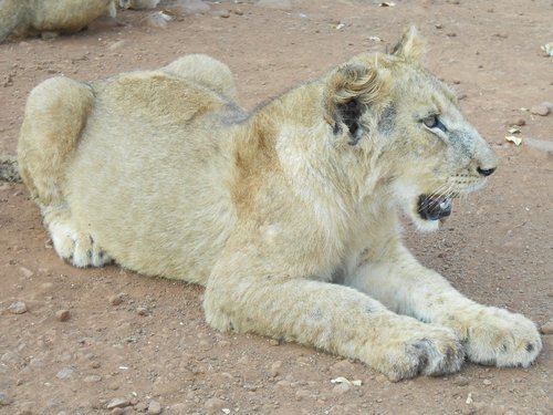 lion  white lion  female