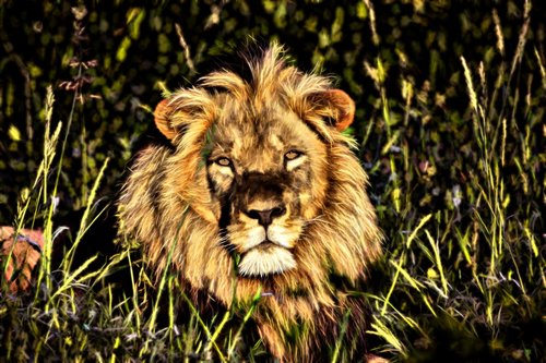 lion  africa  namibia