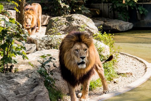 lion  predator  big cat