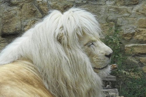 lion  white  white lion