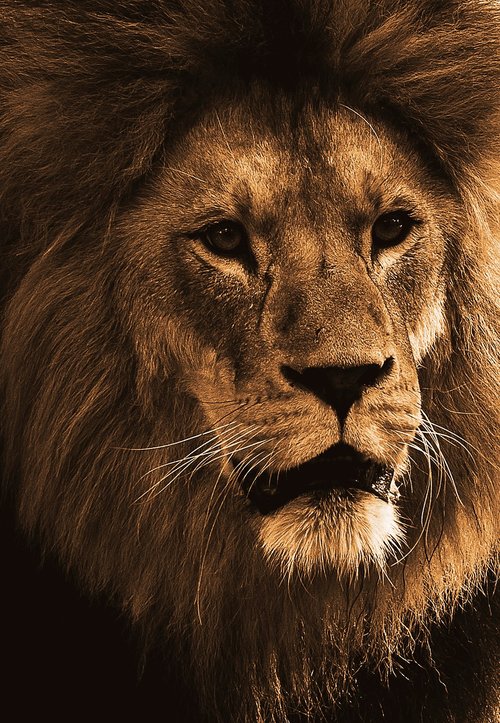 lion  predator  animal