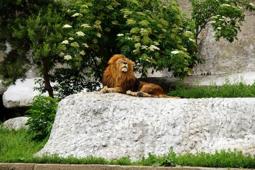 lion king the mane