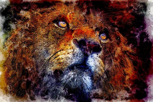 lion  wild  portrait