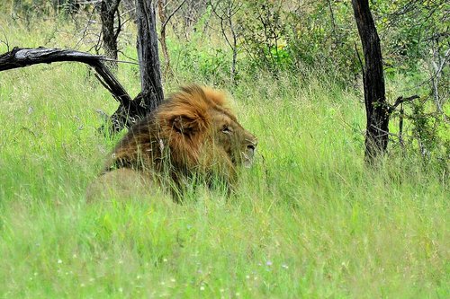lion  kruger national park  south africa