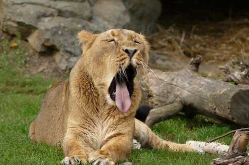 lion  lioness  animal