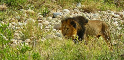 lion predator animal world