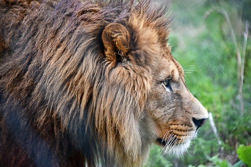 lion  tawny  majestic