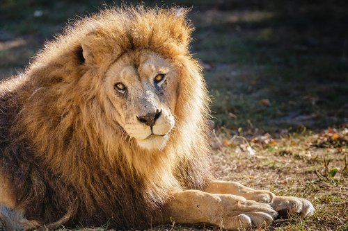 lion  nature  animal
