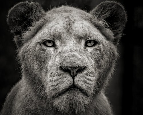 lion  animal  africa