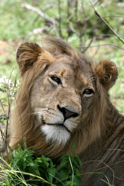 lion portrait wildlife