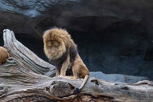lion  predator  nature