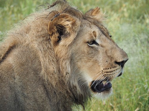 lion  safari  africa