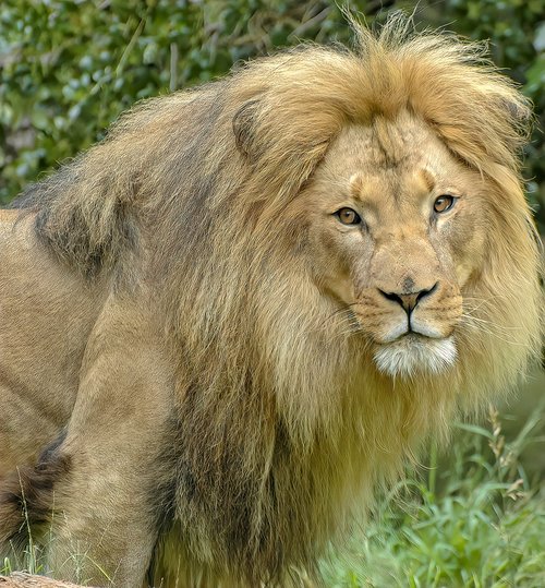lion  male  animal