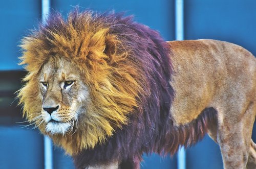 lion  big cat  predator