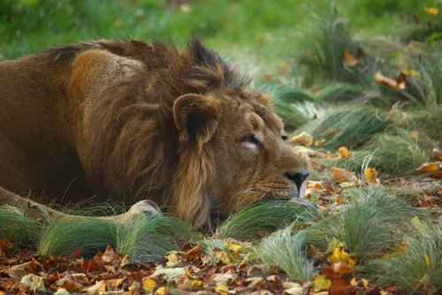 lion  outdoor  nature