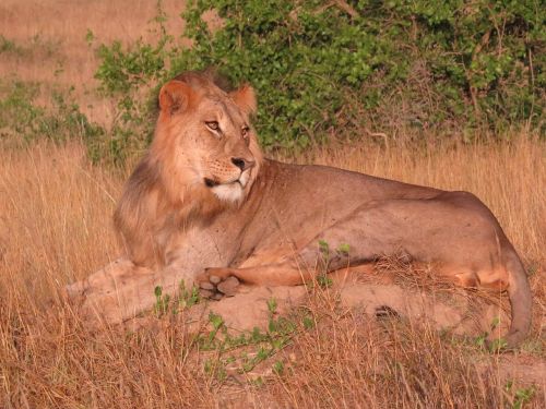 lion savanna predator