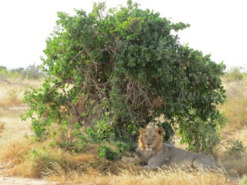 lion shade africa