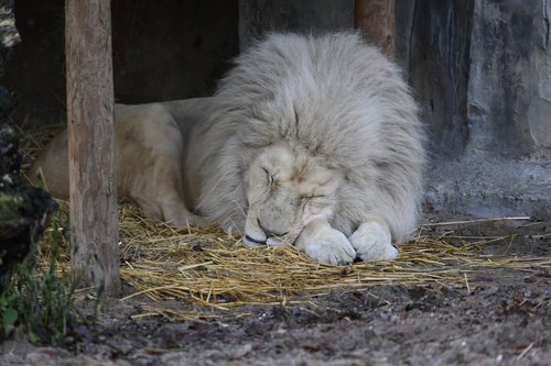 lion  white lion  zoo
