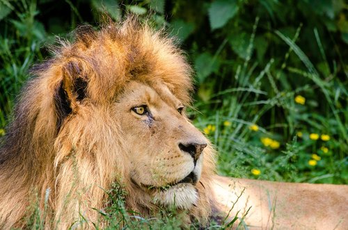 lion  male  close up