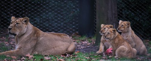 lion  mom  baby