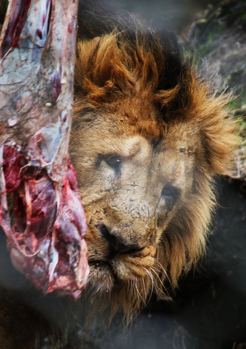 lion  male  predator
