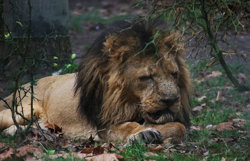 lion  old  lying
