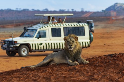 lion  safari  animal
