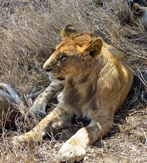 lion  safari  africa