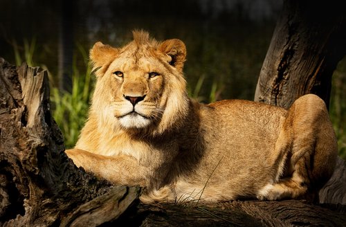 lion  fur  animal