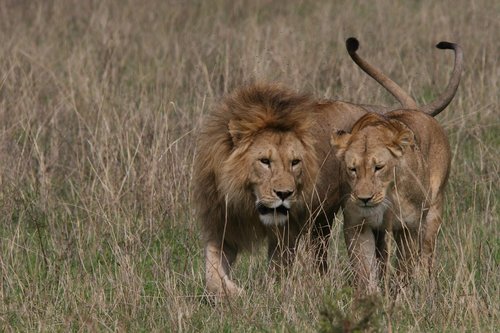 lion  pair  love