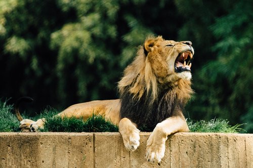 lion  zoo  animal