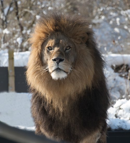 lion  predator  zoo