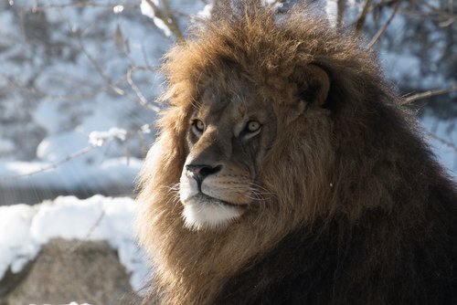lion  predator  zoo